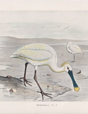 Vintage Print, Spoonbill, 1900