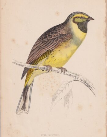 Antique Print, Cirl Bunting, 1852