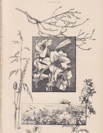 Antique Print, Drawing, Flowers, 1870