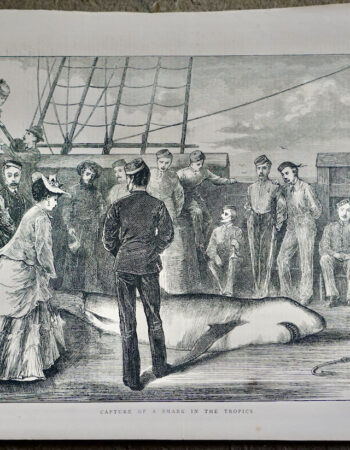 Antique Print, Capture of a Shark in the Tropics, 1872