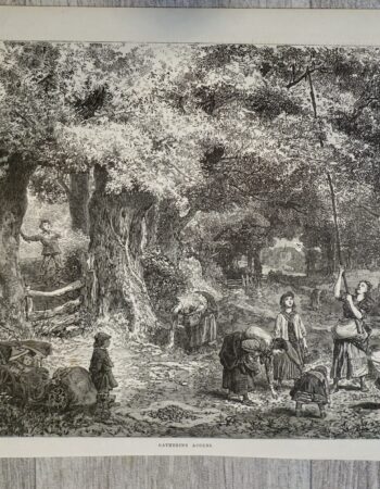 Vintage Print, Gathering Acorns, 1868
