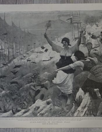 Vintage Print, Quail-netting, 1892