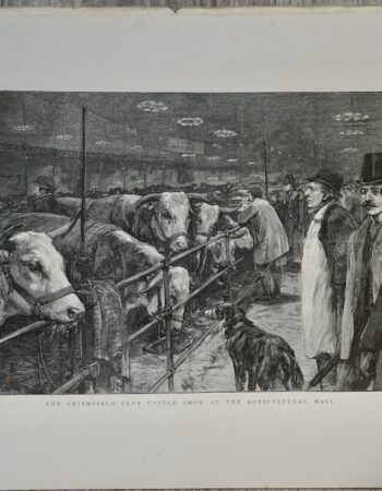 Vintage Print, The Smithfield Club Cattle Show, 1891