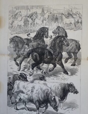 Antique Print, Prize Animals..., 1879