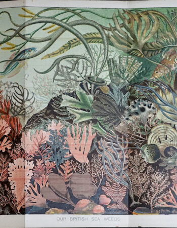 Vintage Print, Our British Sea Weeds, 1890