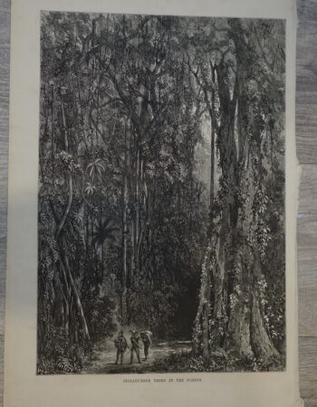 Vintage Print, Indiarubber trees..., 1875