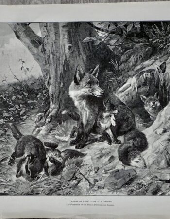 Vintage Print, Foxes at play, 1893