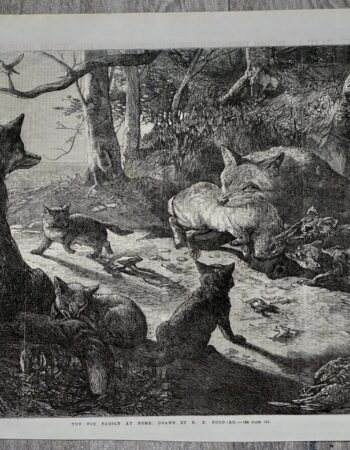 Antique Print, The Fox Family at home, 1867