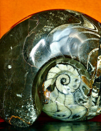 Goniatite & Orthocone fossils, Devonian Age, Limestone