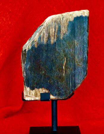 Petrified Wood Fossil