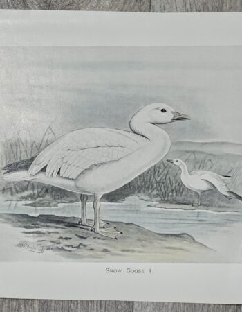 Vintage Print, Snow Goose, 1880 ca.