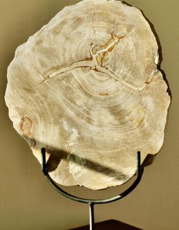 Antique petrified wood