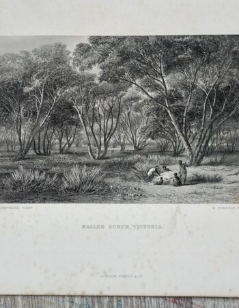 Antique Print, Mallee Scrub, Victoria, 1873