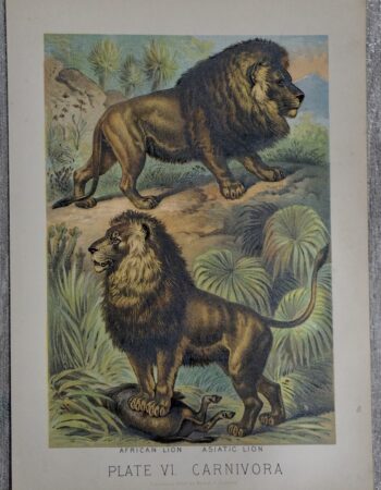 Vintage Print, African Lion, 1880 ca.