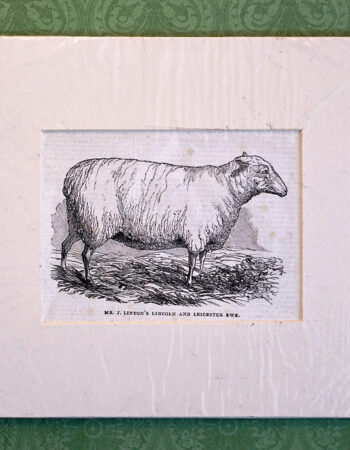 Antique Print, MR. J. Linton's Lincoln and Leicester Rwe, 1870