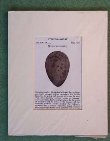 Antique Print, Scolopacidae, Whimbrel, 1890