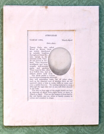 Vintage Print, Strigidae, Tawny Owl, 1890