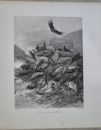 Vintage Engraving Print, Common Seats resting, 1880 ca.
