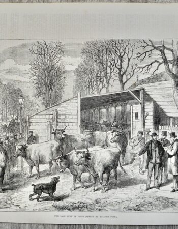 Vintage Print, The Last Oxen in Paris, 1871