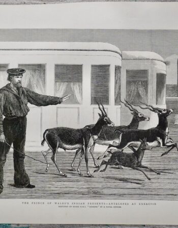 Antique Print, Antelopes at exercise, 1876