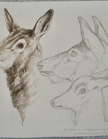 Antique Print, Fac-simile of a Drawing by Sir E. Landseer, 1871