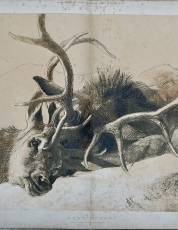 Antique Print, Dead Stags, 1876
