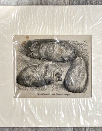 Antique Print, Pigs, 1870 ca.
