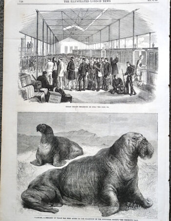 Antique Print, Walruses; Indian Reliefs, 1867