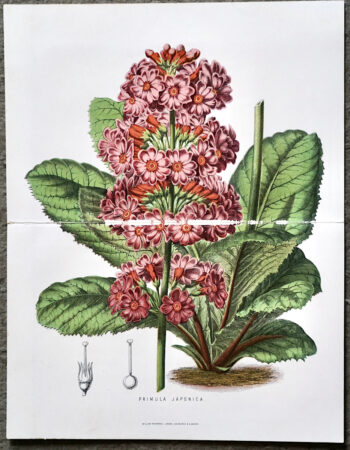 Antique Print, Primula Japonica, 1880