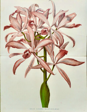 Antique Print, Laelia Elegans Wolstenholmiae, 1880