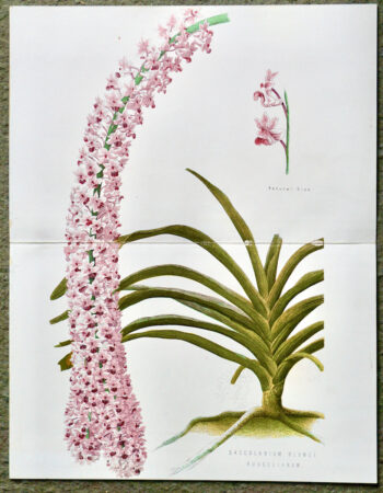 Antique print, Saccolabium Blumei Russelianum, 1880