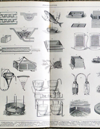 Antique Print, Pisciculture, 1890
