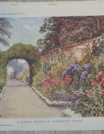 Vintage Print, Herbaceous plants ..., 1903