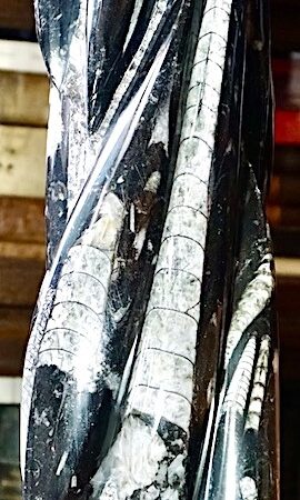 Original Goniatite and Orthocone fossils, Devoniane age Limestone 400  million years old, Moroccan Sahara