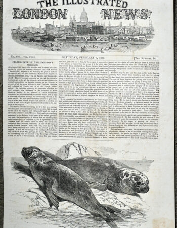Antique Print, Sea Elephants, 1853