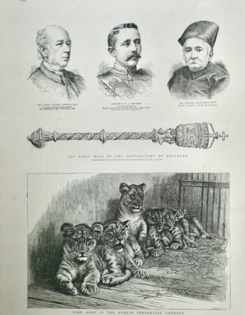 Antique Engraving Print, Lion Cubs in the Dublin Zoological Garden, 1887