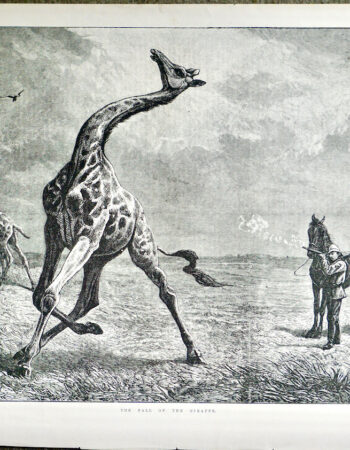 Antique Print, The Fall of the Giraffe, 1884