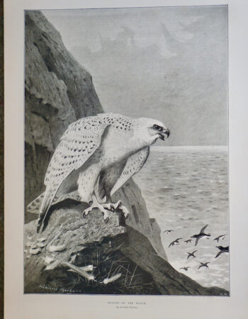 Antique Print, Falcon on the watch, 1897