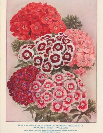 Vintage Print, New Varieties of Old-World Flowers, 1890 ca.