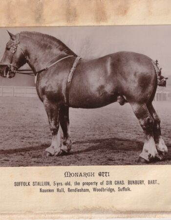 Vintage Photo, Suffolk Stallion, rare.