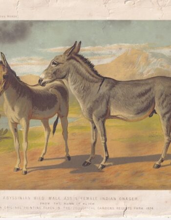 Vintage Print, Indian Onager, 1890 ca.