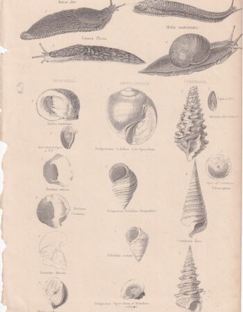 Vintage Print, Gasteropoda, 1880