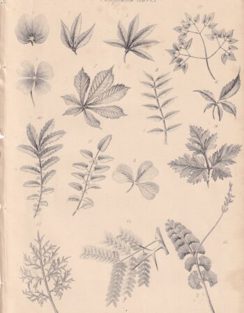 Vintage Print, Leaf, 1880