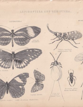 Vintage Print, Lepidoptera..., 1880