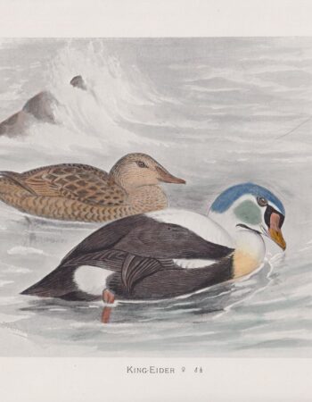 Vintage Print, King-Eider, 1900