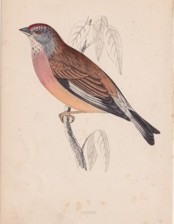 Antique Print, Linnet, 1852