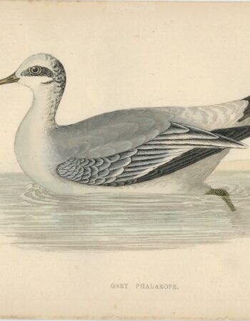 Antique Print, Grey Phalarope, 1880