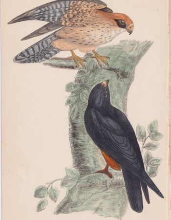 Antique Print, Orange-Legged Hobby, 1852