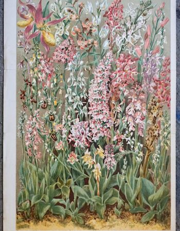 Antique Print, Our British Orchids, by John Allen, 1892