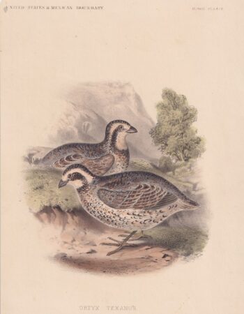 Antique Print, Ortyx Texanus, 1870 ca.